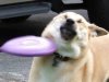 dog2.jpg