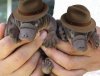 Platypuses wearing Fedoras.jpg