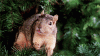 giphy2.gif