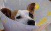conedog.png