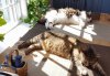 cats.jpg cats.jpg