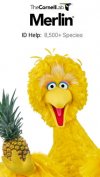 bigbird.jpg