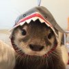 ottersh.jpg