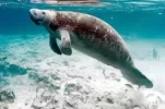 manatee.webp