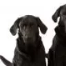 GoodDog